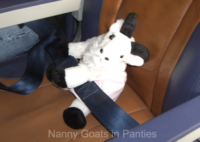 lacy the goat on plane with seat belt lacy the goat on plane with seat belt